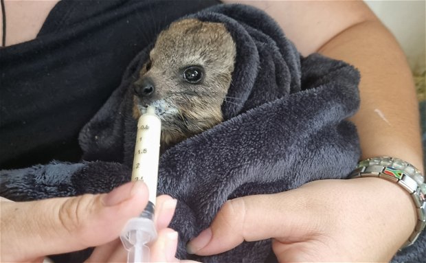 wildlife, rehabilitation, south africa, animals, helping hand