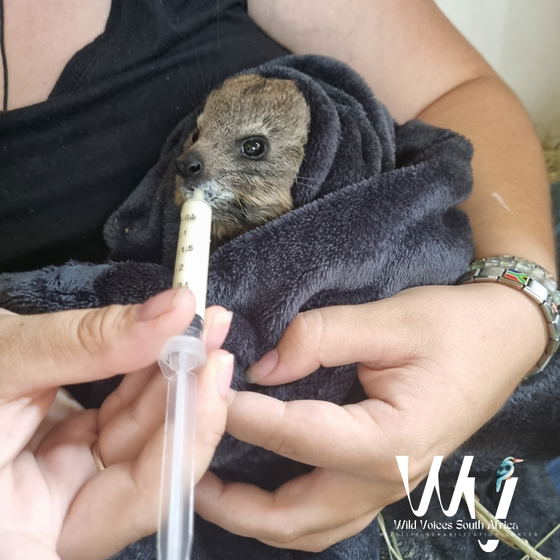 wildlife, rehabilitation, south africa, animals, helping hand