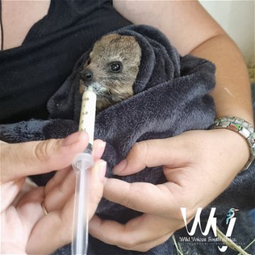 wildlife, rehabilitation, south africa, animals, helping hand