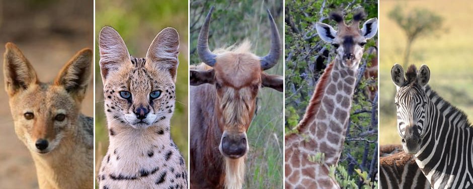 A Wildlife Rehabilitation Center in East London, South Africa