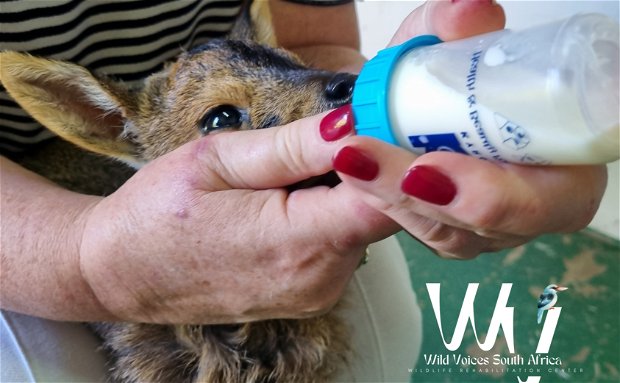 wildlife, rehabilitation, south africa, animals, helping hand