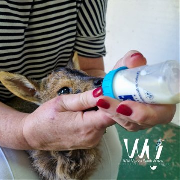 wildlife, rehabilitation, south africa, animals, helping hand