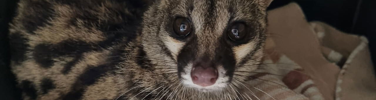 Rescue / Rehabilitate / Release