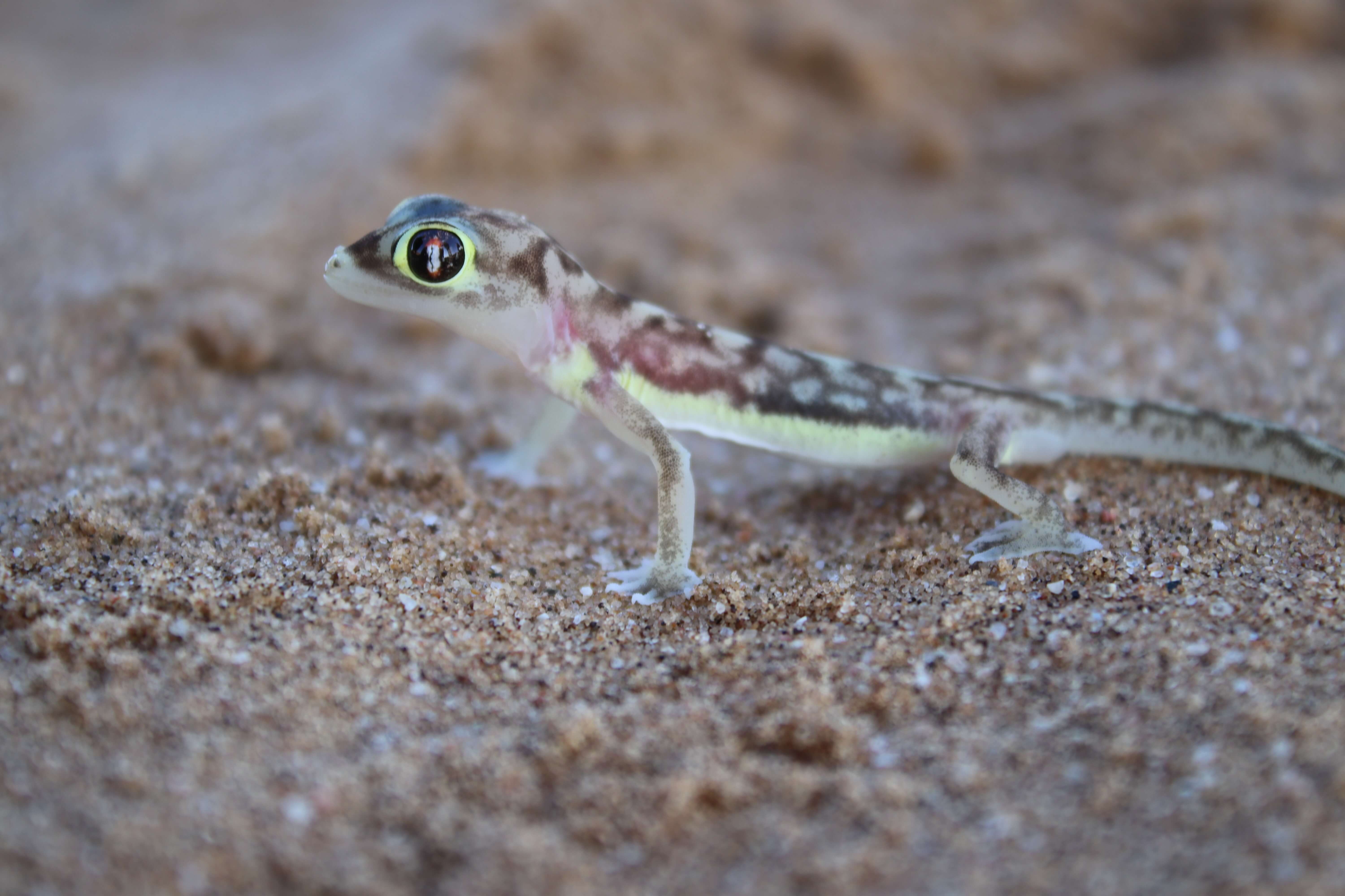 Palmato Gecko