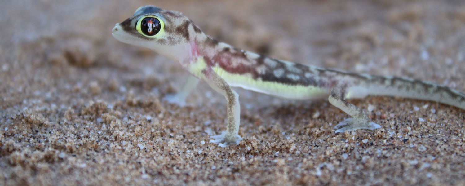 Palmato Gecko