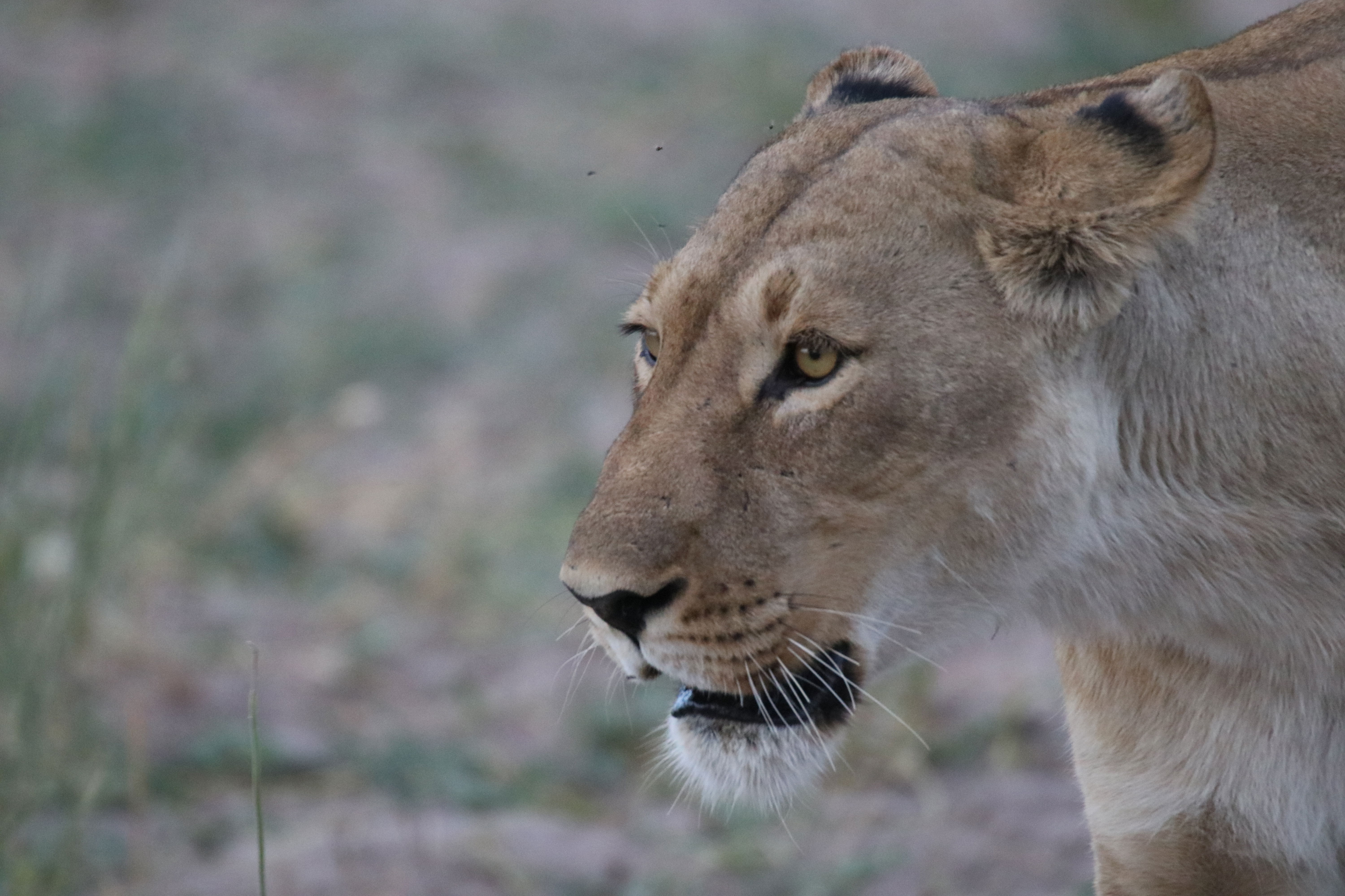 Okavango Delta 