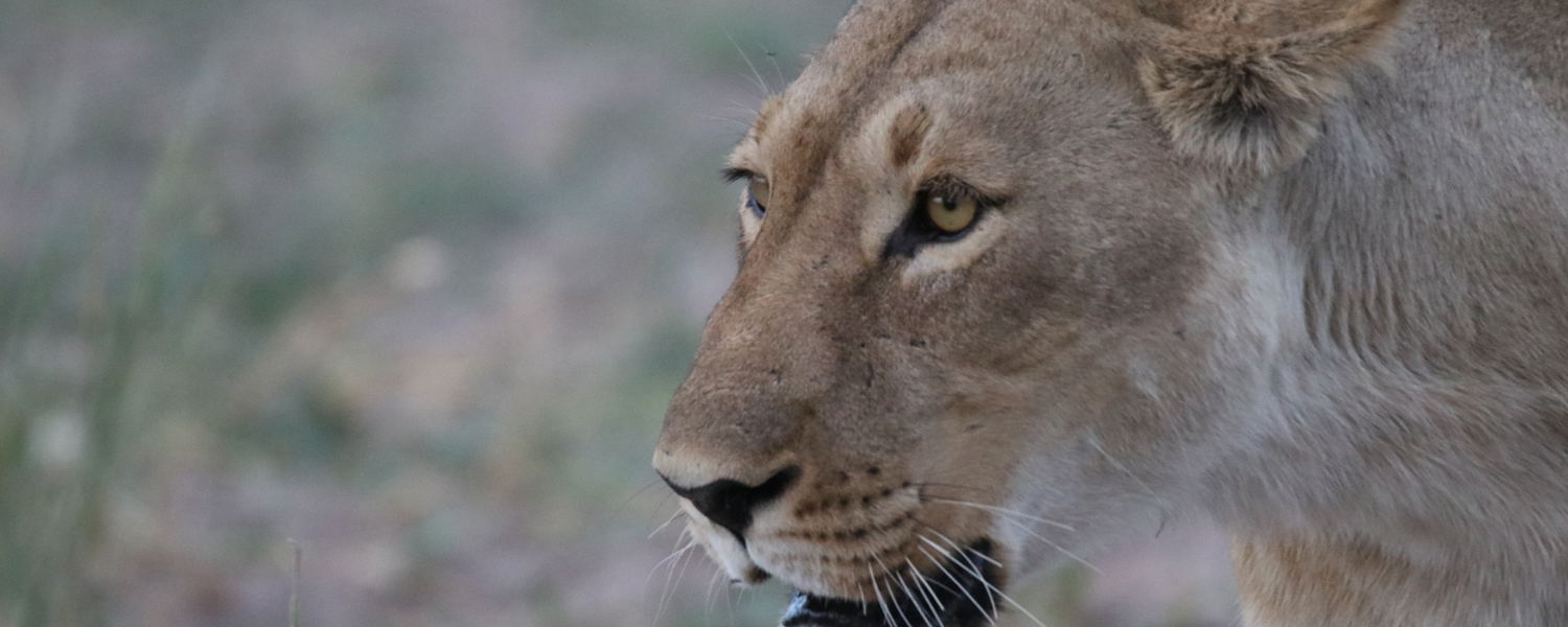 Okavango Delta