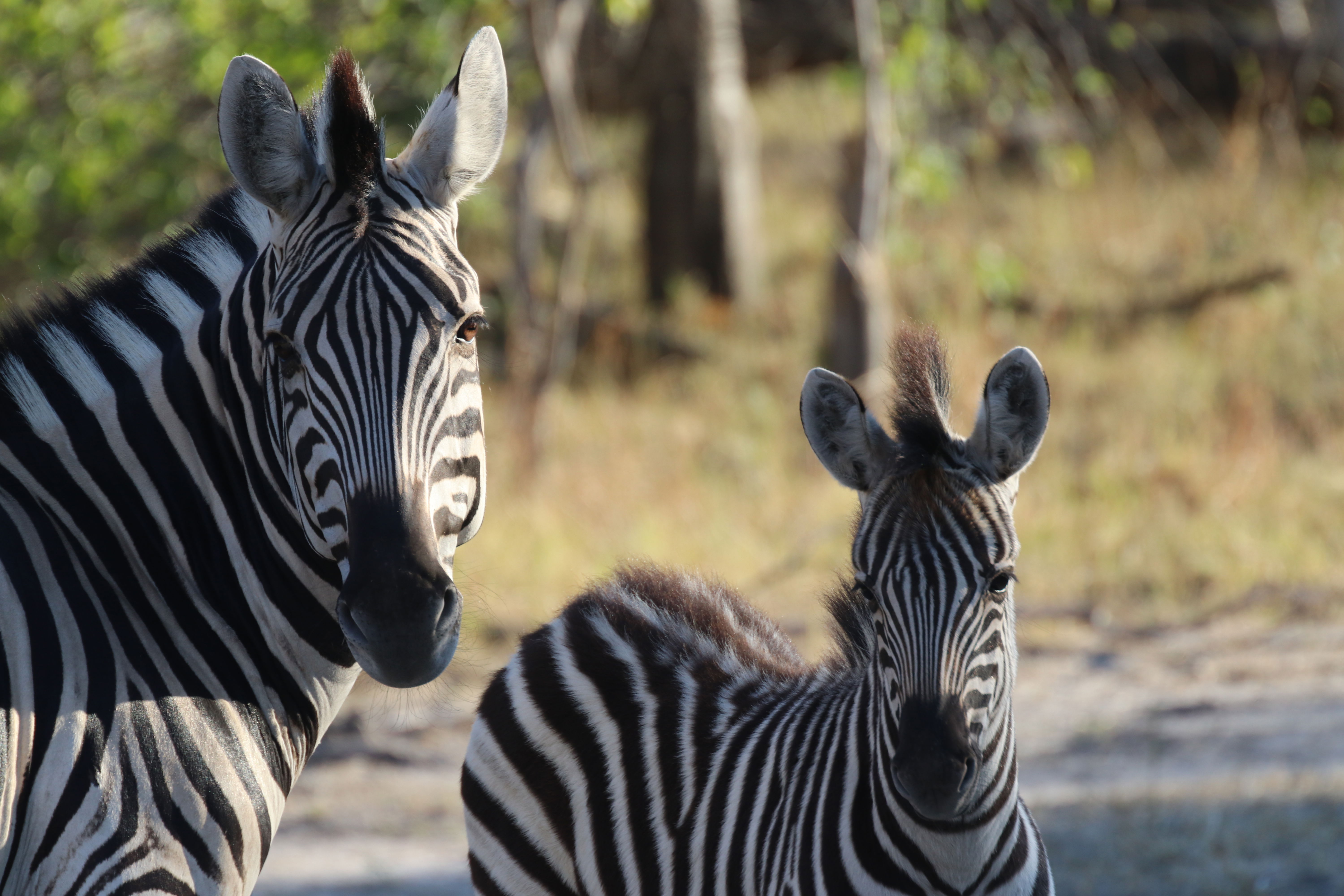 Zebra 