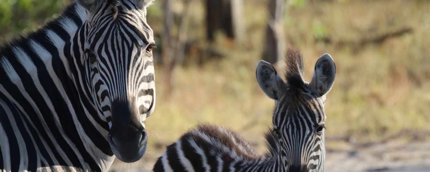 Zebra