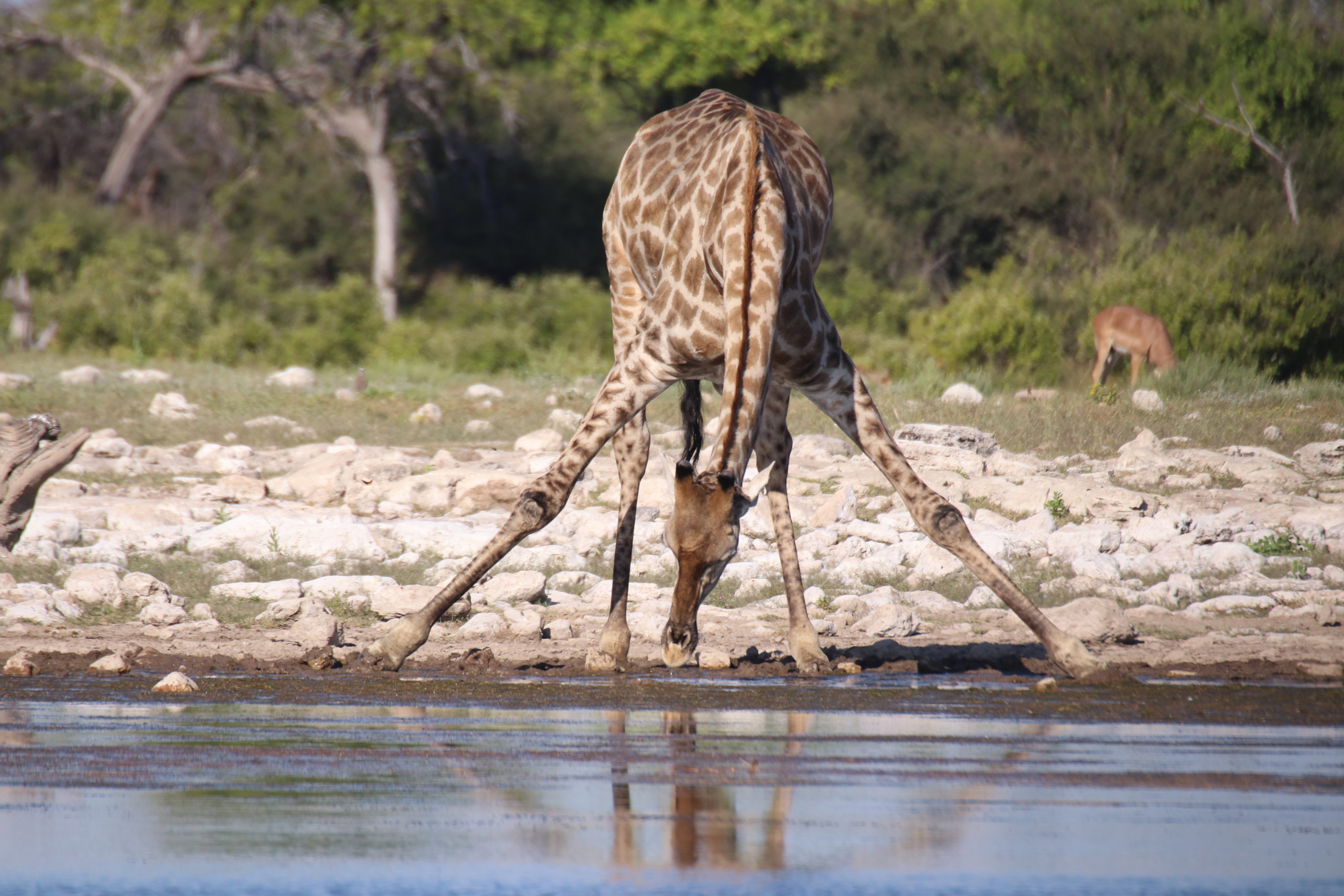 Gallery - African Elegance Rentals
