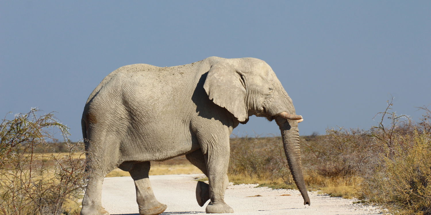 African Elegance Rentals Namibia