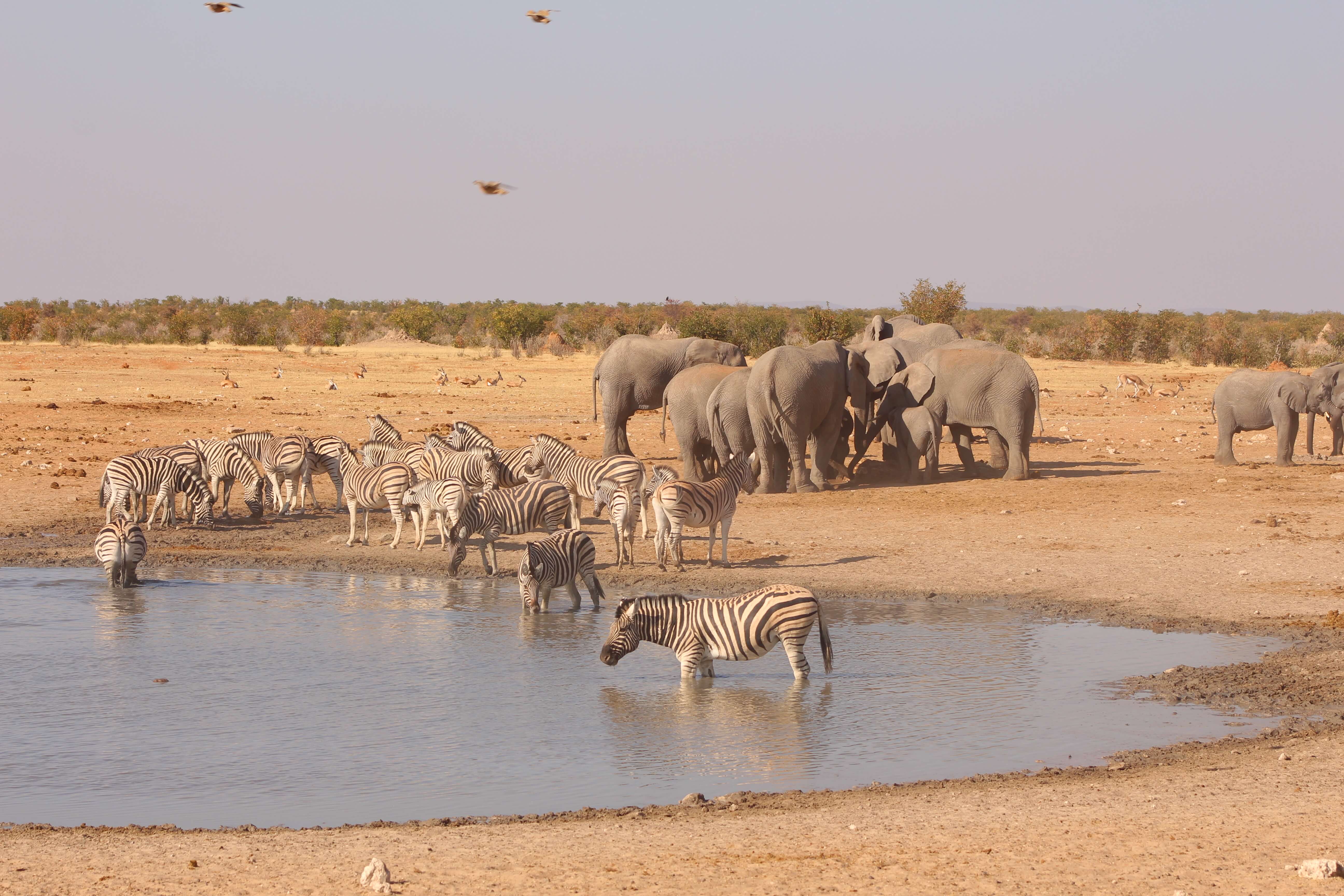 Etosha Namibia 