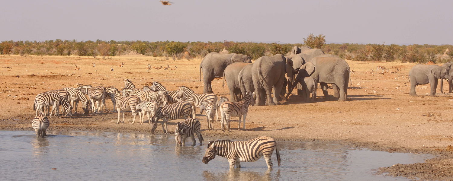 Etosha Namibia 