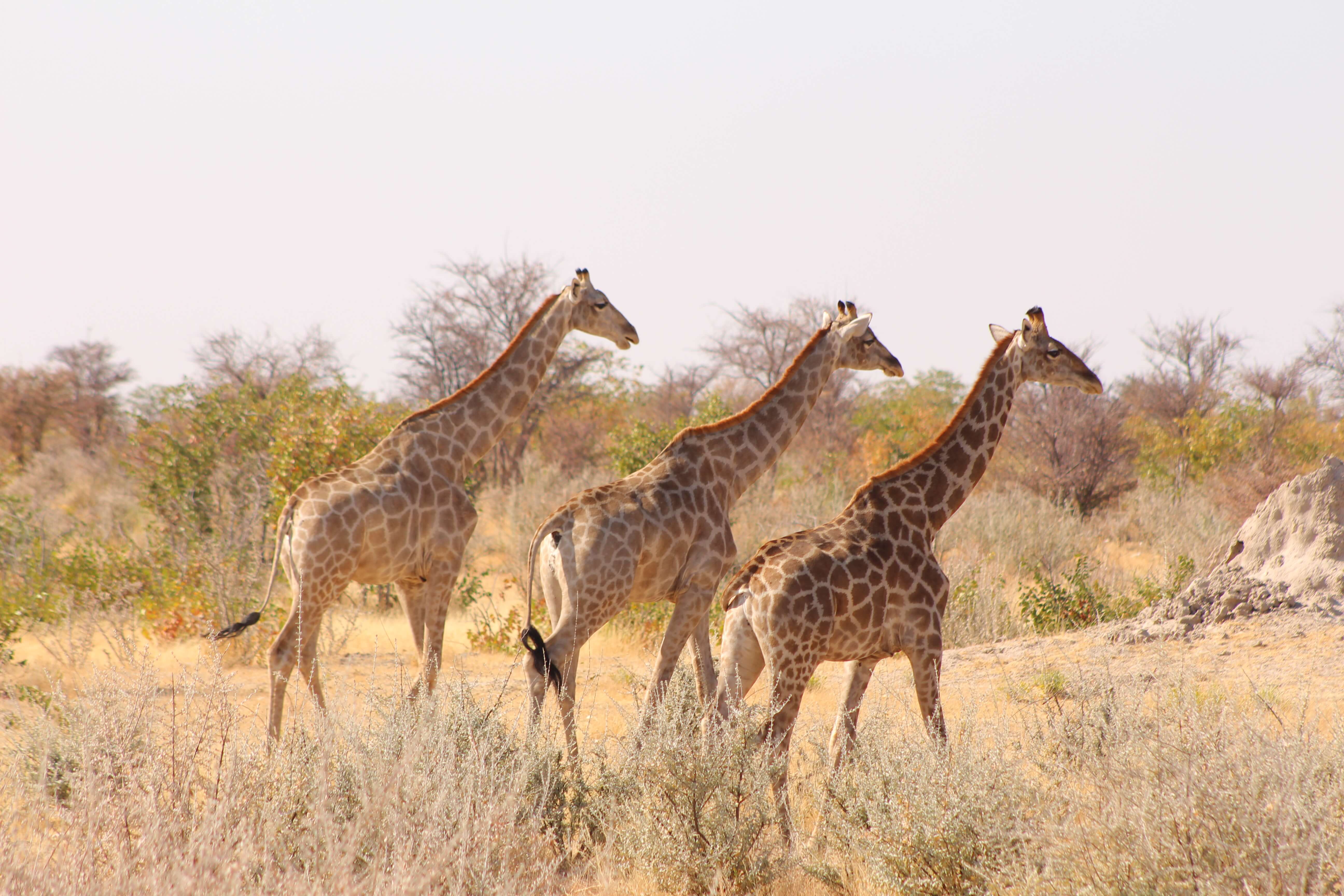 Giraffes Etosha National Park