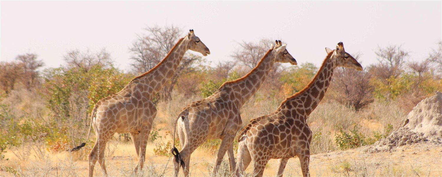 Giraffes Etosha National Park