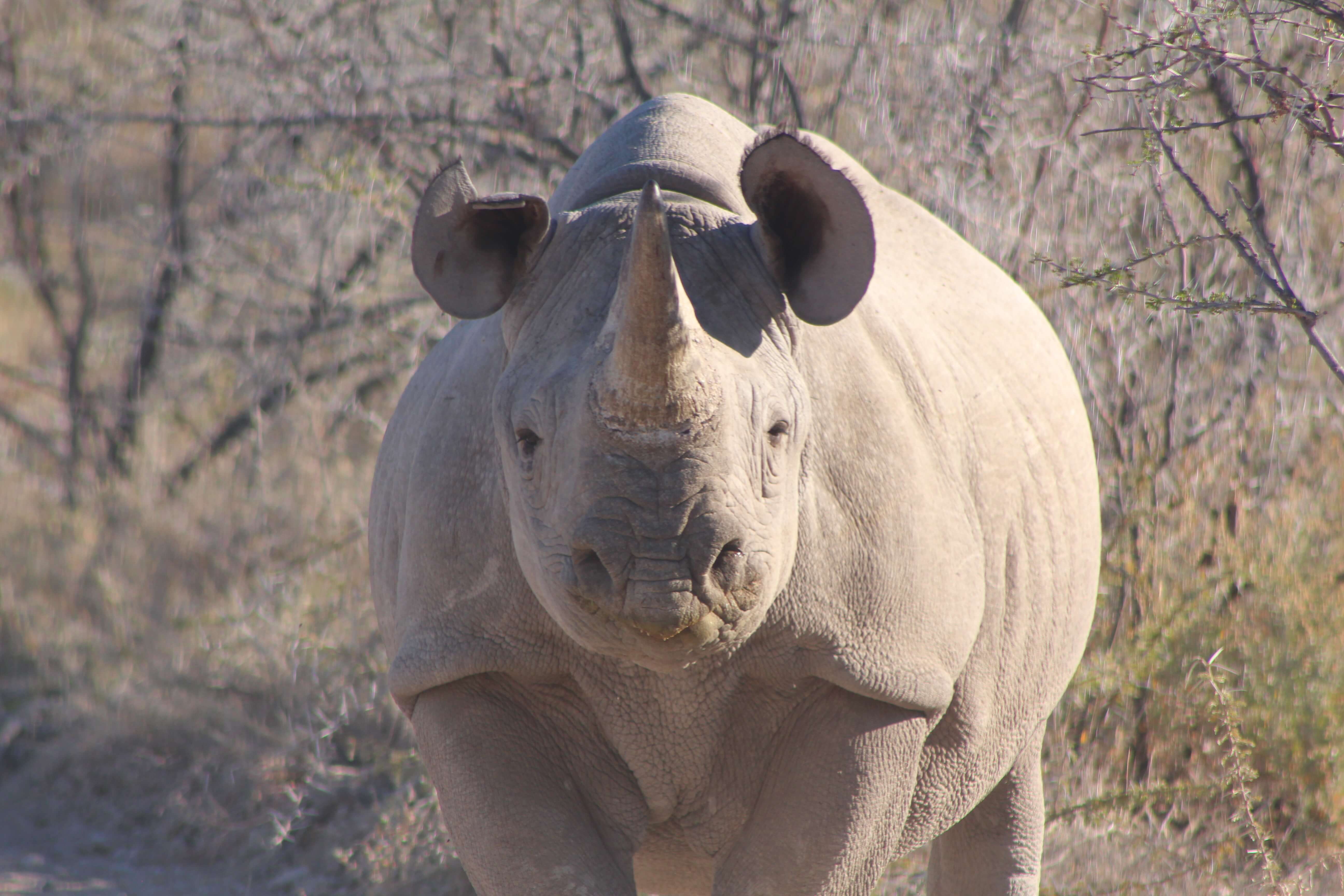 Rhino Etosha Namibia