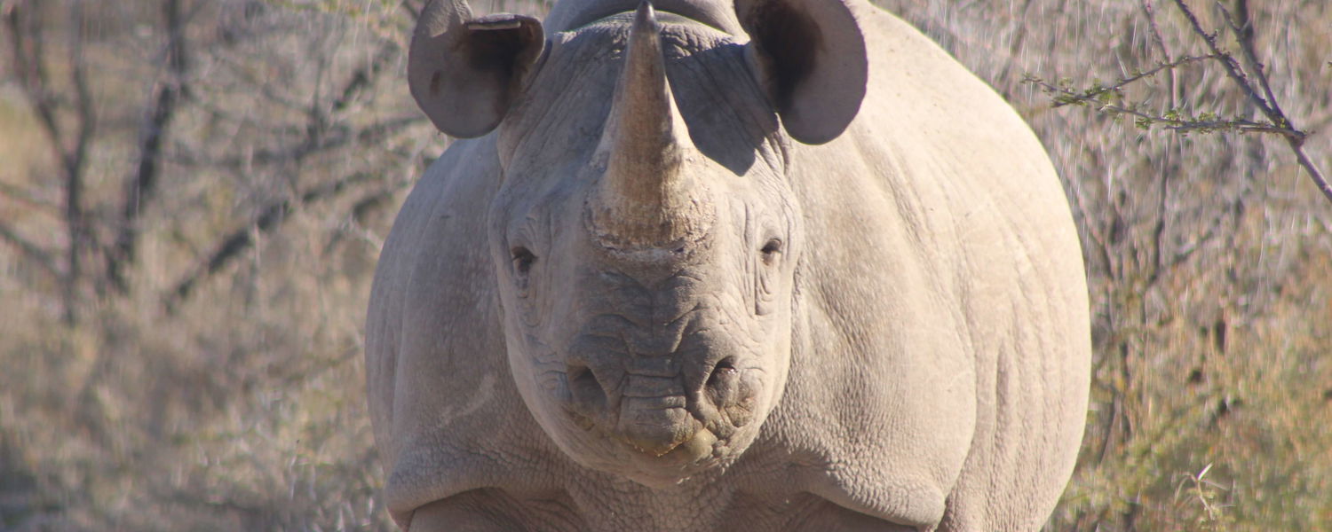 Rhino Etosha Namibia