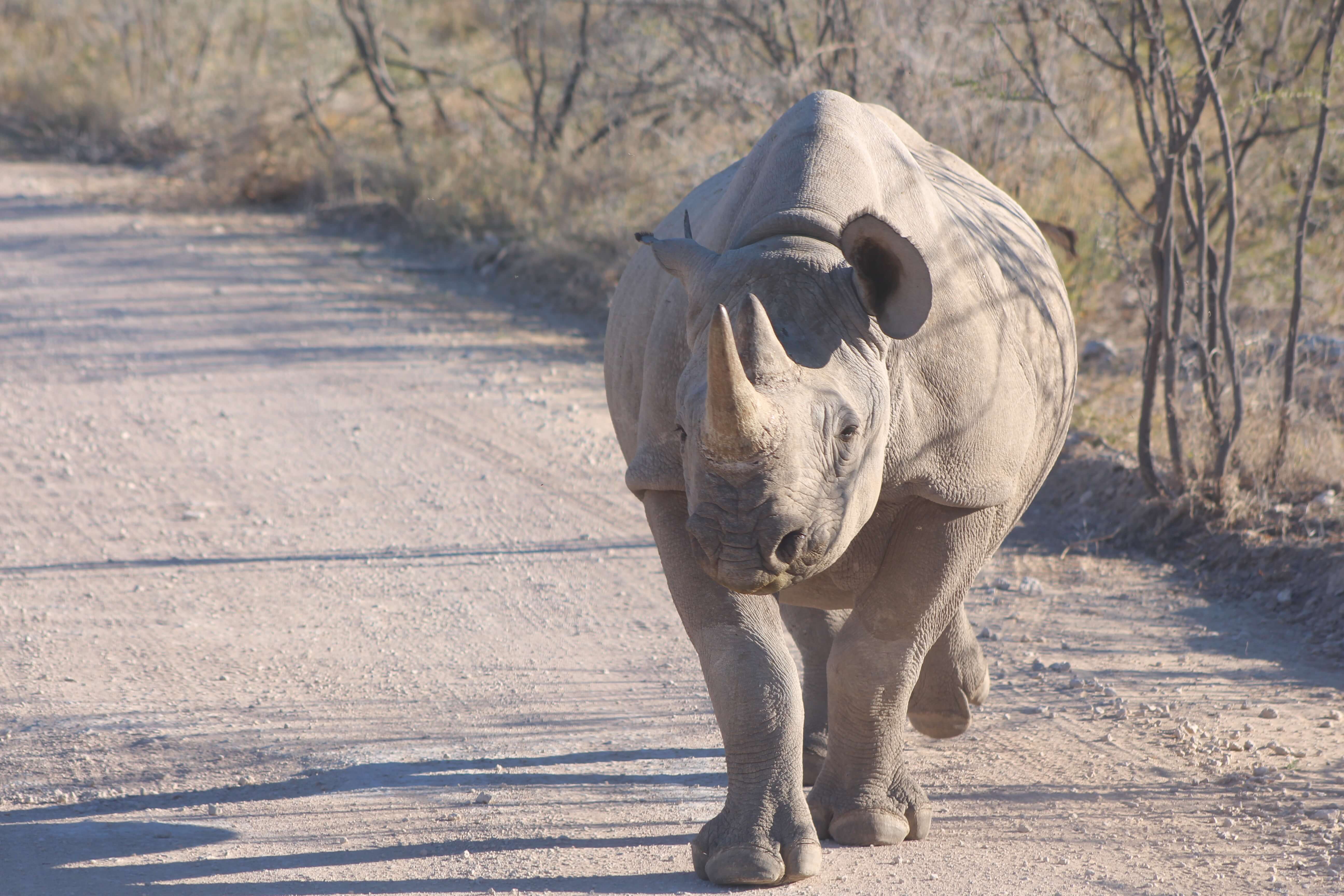 Rhino in Etosha Namibia