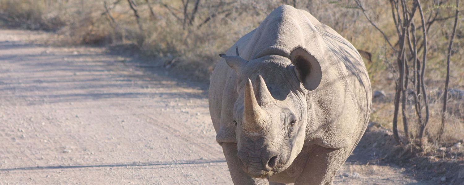 Rhino in Etosha Namibia