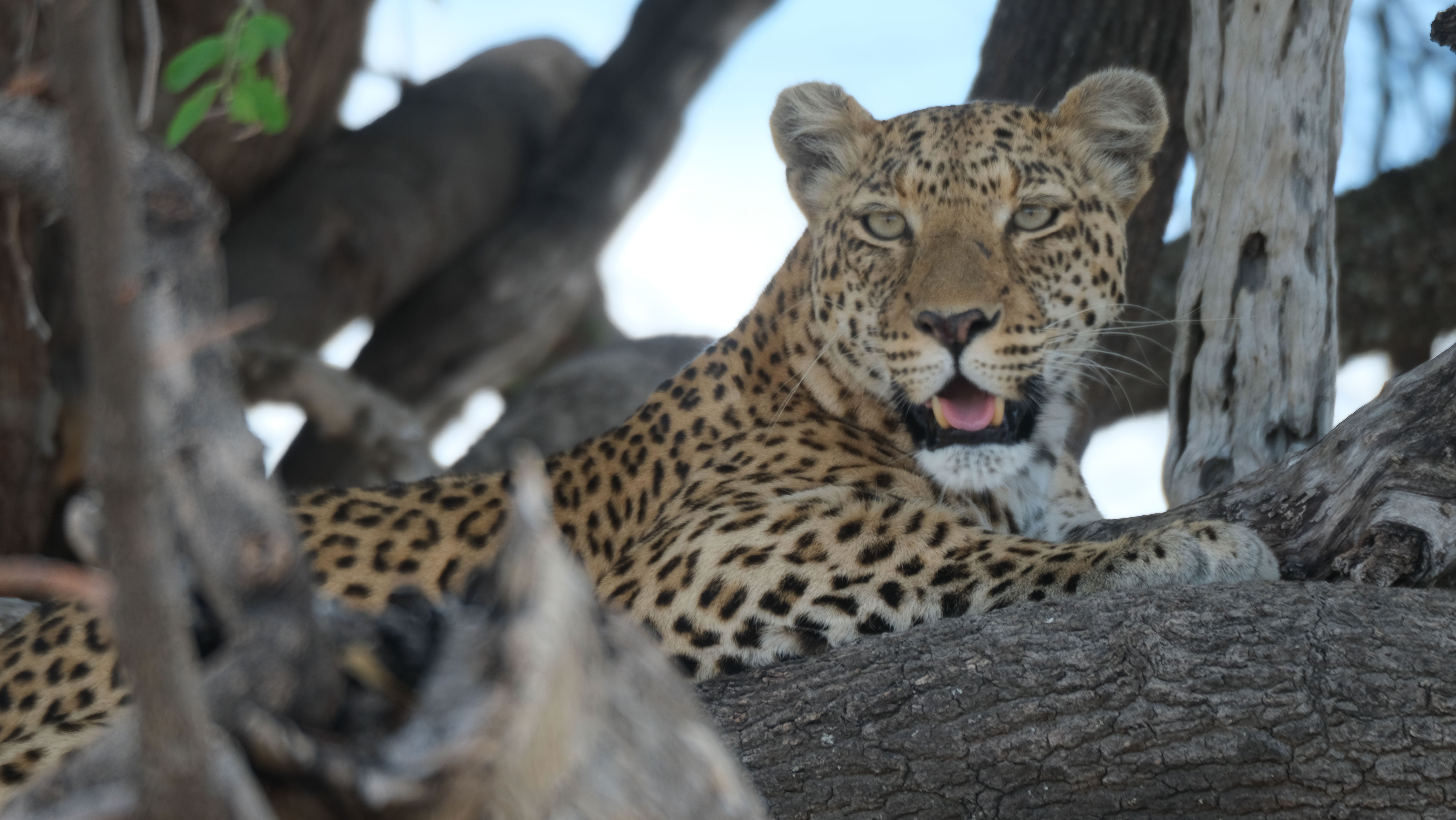 Leopard - Okavango Delta
