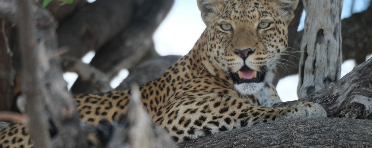 Leopard - Okavango Delta