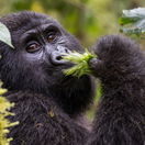 A majestic silverback gorilla emerges from the dense undergrowth of Bwindi Impenetrable National Park, Uganda.  The powerful primate, with its silver-tipped fur and intense gaze, stands tall amidst a lush backdrop of emerald green rainforest. Sunlight filters through the canopy, casting dappled shadows on the forest floor as the gorilla takes a cautious step forward. This awe-inspiring moment captures the raw beauty and untamed spirit of this endangered species in its natural habitat.