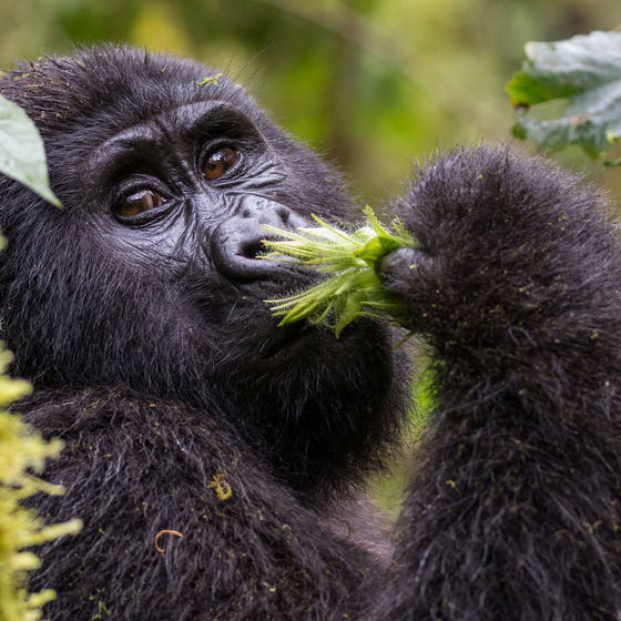 Tailor-made Tours in Uganda