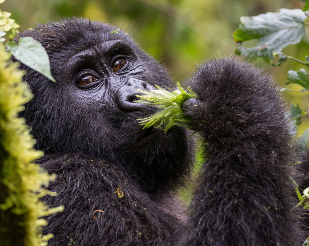 A majestic silverback gorilla emerges from the dense undergrowth of Bwindi Impenetrable National Park, Uganda.  The powerful primate, with its silver-tipped fur and intense gaze, stands tall amidst a lush backdrop of emerald green rainforest. Sunlight filters through the canopy, casting dappled shadows on the forest floor as the gorilla takes a cautious step forward. This awe-inspiring moment captures the raw beauty and untamed spirit of this endangered species in its natural habitat.