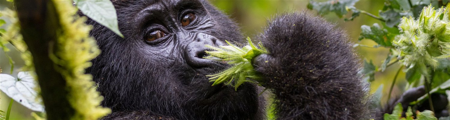 A majestic silverback gorilla emerges from the dense undergrowth of Bwindi Impenetrable National Park, Uganda.  The powerful primate, with its silver-tipped fur and intense gaze, stands tall amidst a lush backdrop of emerald green rainforest. Sunlight filters through the canopy, casting dappled shadows on the forest floor as the gorilla takes a cautious step forward. This awe-inspiring moment captures the raw beauty and untamed spirit of this endangered species in its natural habitat.