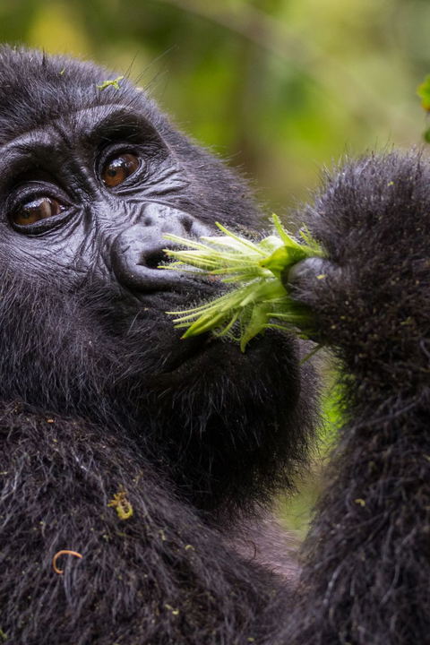 A majestic silverback gorilla emerges from the dense undergrowth of Bwindi Impenetrable National Park, Uganda.  The powerful primate, with its silver-tipped fur and intense gaze, stands tall amidst a lush backdrop of emerald green rainforest. Sunlight filters through the canopy, casting dappled shadows on the forest floor as the gorilla takes a cautious step forward. This awe-inspiring moment captures the raw beauty and untamed spirit of this endangered species in its natural habitat.