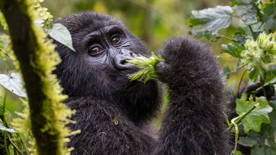 A majestic silverback gorilla emerges from the dense undergrowth of Bwindi Impenetrable National Park, Uganda.  The powerful primate, with its silver-tipped fur and intense gaze, stands tall amidst a lush backdrop of emerald green rainforest. Sunlight filters through the canopy, casting dappled shadows on the forest floor as the gorilla takes a cautious step forward. This awe-inspiring moment captures the raw beauty and untamed spirit of this endangered species in its natural habitat.