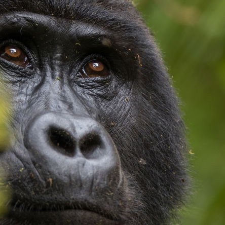 10 Days Uganda Gorilla and Chimp Tour