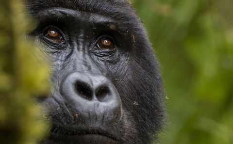 10 Days Uganda Gorilla and Chimp Tour