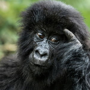 3 Days Gorilla and Batwa