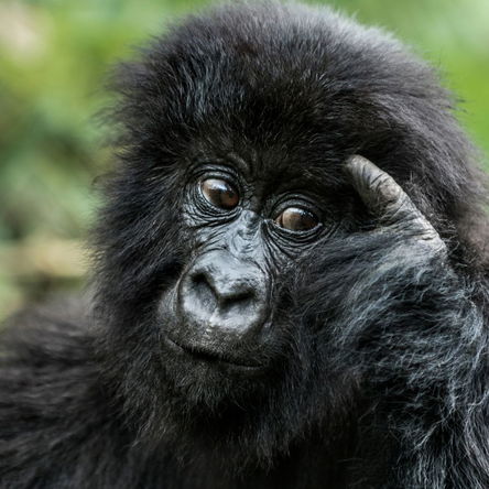 3 Days Gorilla and Batwa