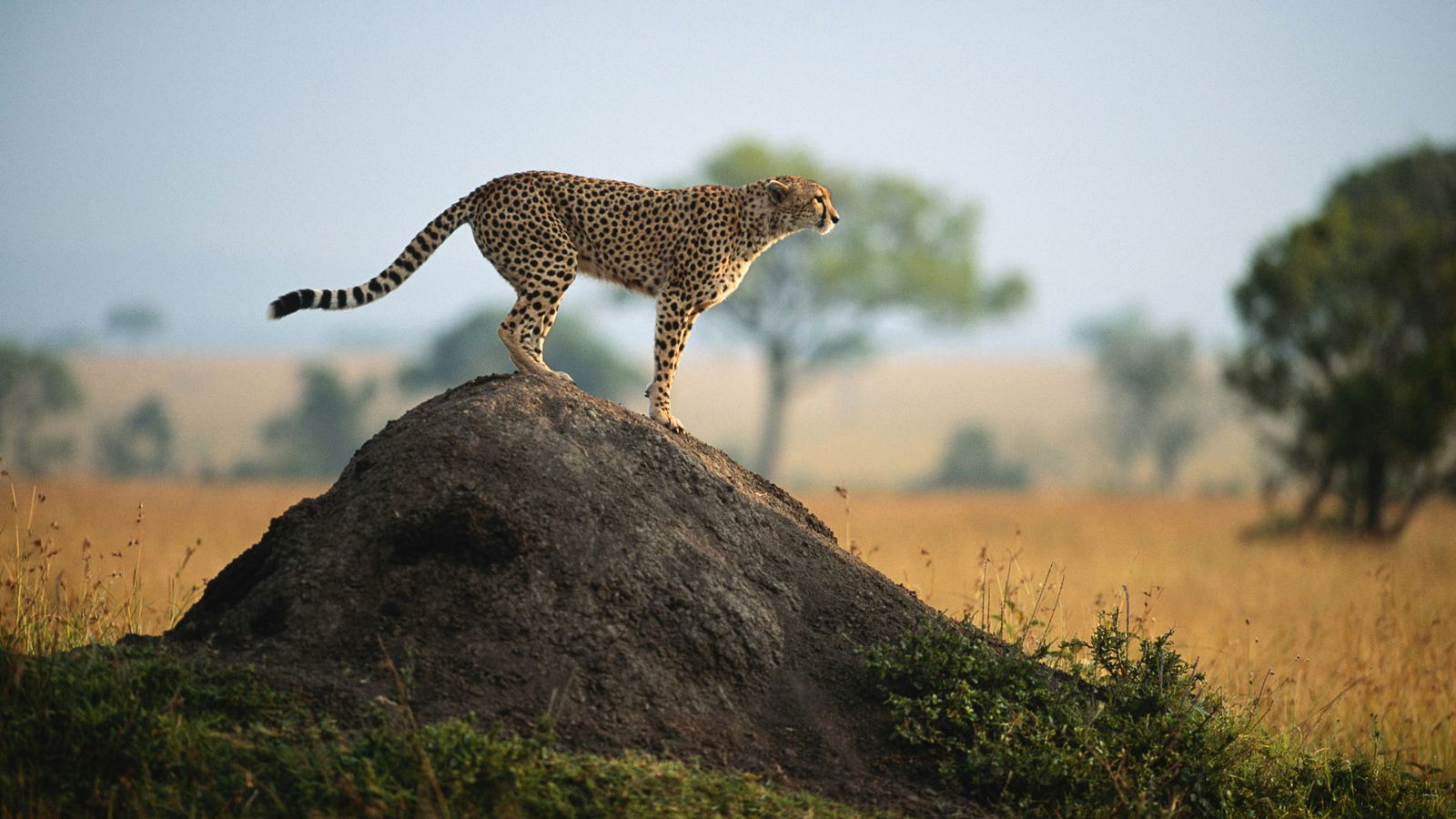 Kenya