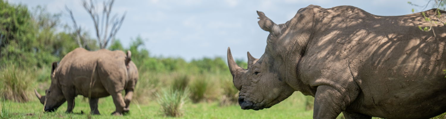 Rhino tracking in Uganda at Ziwa rhino sanctuary