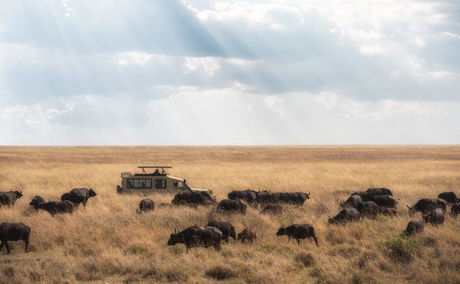 A game drive through African plains with buffalos sightings 