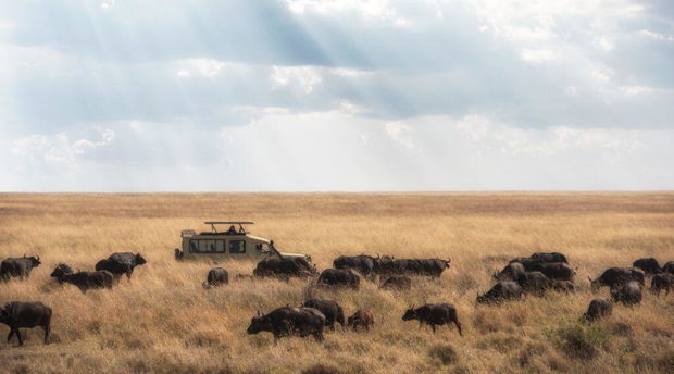 A game drive through African plains with buffalos sightings 