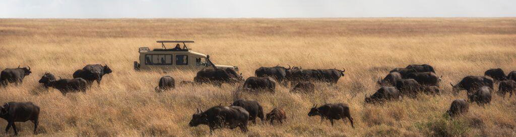 A game drive through African plains with buffalos sightings 