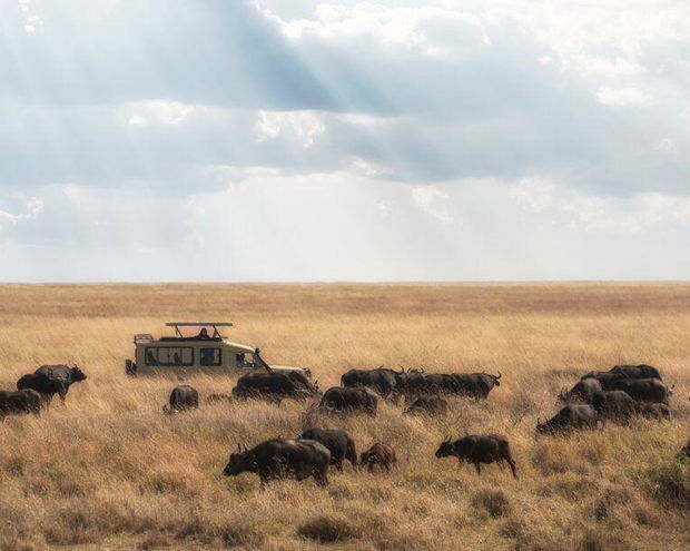 A game drive through African plains with buffalos sightings 