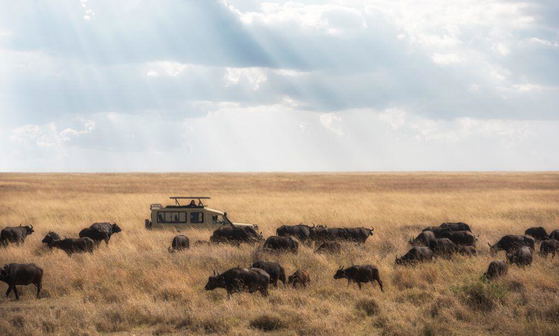 A game drive through African plains with buffalos sightings 