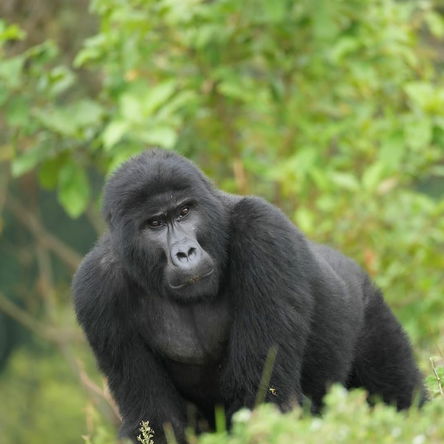 5 Days Into the Mist - Uganda Gorilla Trekking Safari