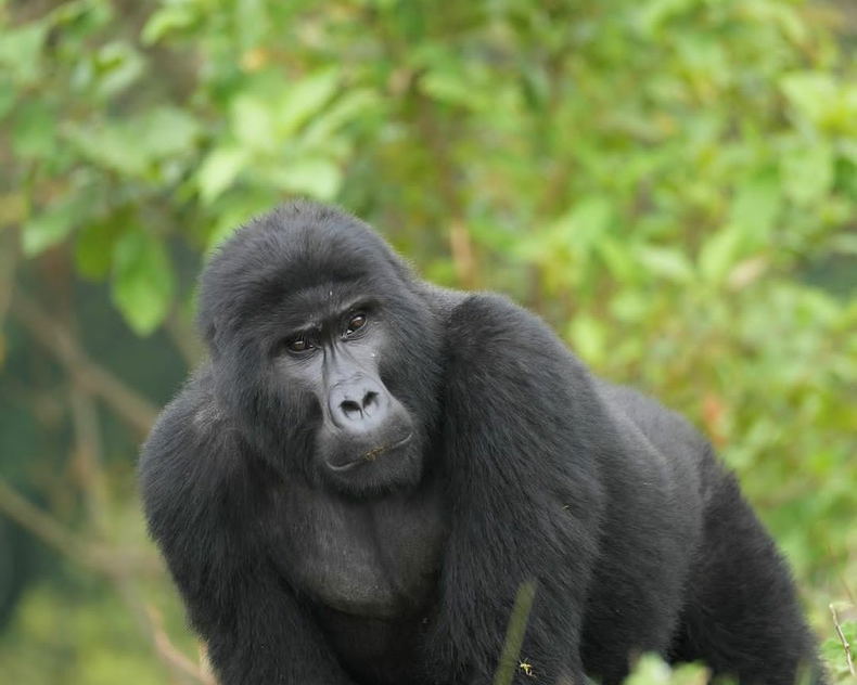 Gorilla, gorilla trekking safari