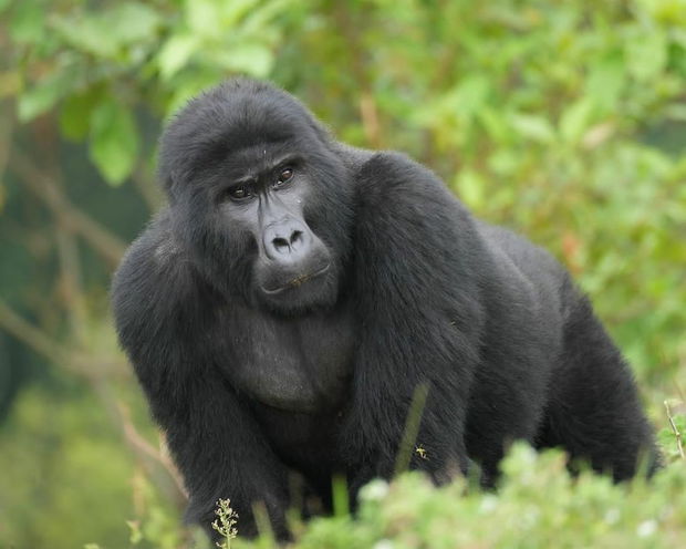 Gorilla, gorilla trekking safari