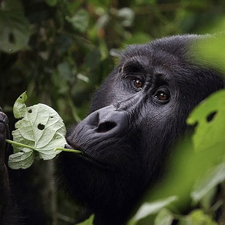 3-Day Into the Heart of Bwindi - Gorilla Safari