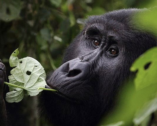 Mountain Gorilla in Uganda. Gorilla Trekking Mountain Gorilla in Uganda. Gorilla Trekking