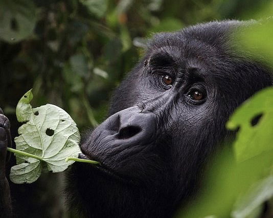 Mountain Gorilla in Uganda. Gorilla Trekking Mountain Gorilla in Uganda. Gorilla Trekking
