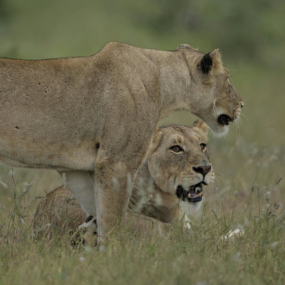Amboseli & Masai Mara Safari