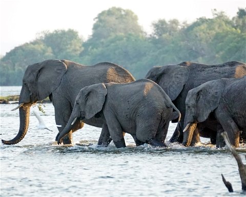 Vodní safari na řece Zambezi